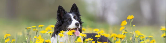 Honoring the Final Journey: A Loving Farewell with Plantable Pet Urns 🌸🐾